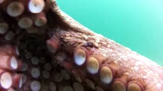 Octopus - Hobotnica (Octopus vulgaris)