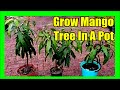 How to Grow Mango Tree in Pot [Essential Guide]