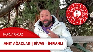 Koruyoruz - Anıt Ağaçlar @ilkayzaman 'ın Sunumuyla | Sivas - İmranlı