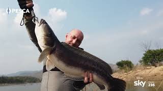 SKY ITALY - 4,6Kg Snakehead in Thailand