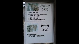 【鳴き声あり】アムールヒョウ（セイラ、アニュイ）@神戸市立王子動物園20240129