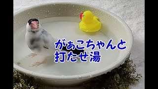 桜文鳥れい うたせ湯大好き#1 がぁこちゃんと水浴び bird bath.8year old java sparrow.