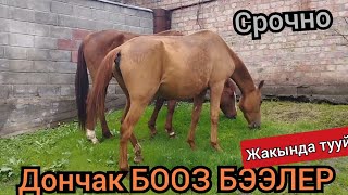 СРОЧНО бооз ДОНЧАК БЭЭЛЕР САТЫЛАТ ЖАКЫНКЫ КҮНДӨРҮ ТУУЙТ