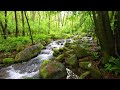 melody of the forest pleasant sound of a flowing stream the whispers of small birds