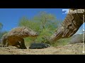 Robot Spy Pig Meets Komodo Dragons - It Doesn't End Well!