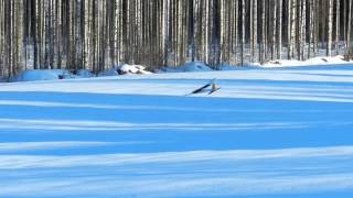 Lennokin lennätystä lehtimetsään 20120407-2