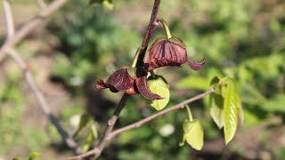 How to hand pollinate a pawpaw tree