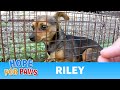 Dog rescue: Riley