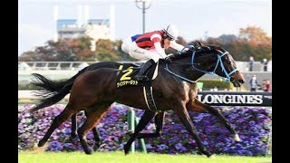 オーロカップ(L)　芝左1400m　 ウインシャーロット　石川裕紀人　2022.11.13　　出走馬：