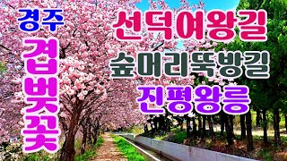 [여행을 떠나요] 2023 경주 겹벚꽃 선덕여왕길(진평왕릉), 이보다 더 좋을수는 없다(4월11일 현재)