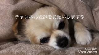 かわいいチワワ『レオチャンネル』