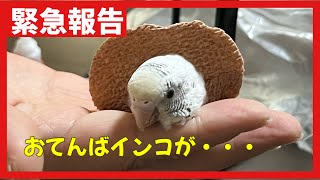 【緊急報告】いつも元気なおてんばインコが大変なことになりました