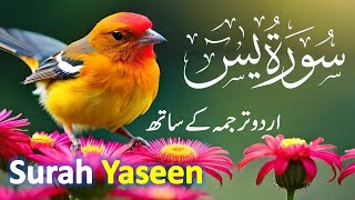 Surah Yasin ( Yaseen ) with Urdu Translation | Quran Tilawat Beautiful Voice | Hindi Tarjuma 110