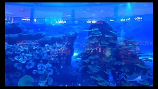 World largest Aquarium |Dubai mall|Burj khalifa|Dubai