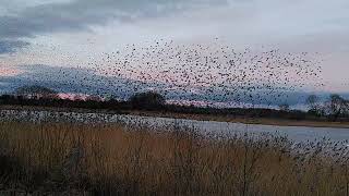 241224 Ripon Rentons Bridge Murmurations - VID 20241224 154914