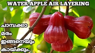 AIR LAYERING IN WATER APPLE TREE || ചാമ്പക്ക മരത്തിലെ അധിക വിളവെടുപ്പ് || WATER APPLE FRUIT