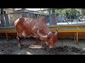 gir cow visit at porbandar