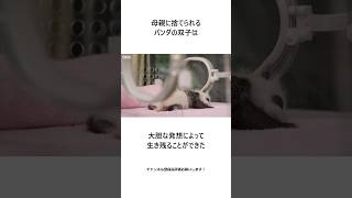 パンダの双子が確実に生き残る唯一の方法 #shorts