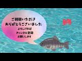 へらぶな釣り動画です。野田幸手園さんでの底釣り動画です。ウキの動きとともに見てください。