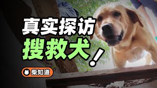 被埋进1600平米的废墟，5分钟后，搜救犬找到了我【柴知道】