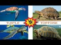 Turtle vs Tortoise | Reptile | Shelled Reptiles