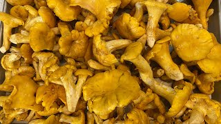 Ep.47 เมนูบ้านๆในต่างแดนนึ่งเห็ดมันปูอเมริกาจุ๊แจ่วแซบๆ🍄🍄/Chanterelle mushrooms TX USA