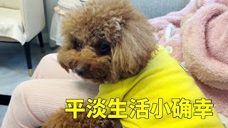 夜は3匹の犬と一緒にテレビを見て、私の熱い塩で包んでいるのが快適です