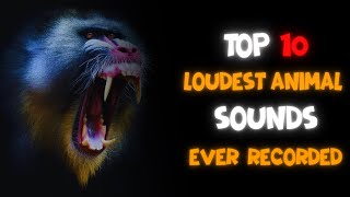 Top 10 Loudest Animal Sounds Ever Recorded