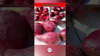 Kantoon wali Nashpaati || Anar Phali ya Shekundian || Prickly pear fruits