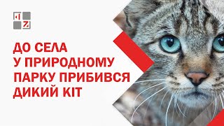 На Львівщині до сільських осель прибився голодний дикий лісовий кіт