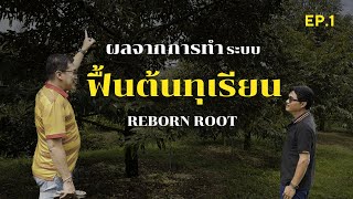 Ep.1 ฟื้นต้นทุเรียน จากการทำระบบ Reborn root สวนทุเรียนเกษตร์ไฮเปอร์ จ.ปราจีน