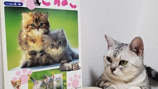 ☆読み聞かせ☆かわいいこねこ☆子どもたちよ☆よくたべて☆よくねて☆よくあそぶのだ☆