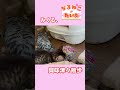 みくる、興味津々散歩【なるねこ♪たいむ】 ねこ 猫のいる暮らし マンチカン 猫好きさんと繋がりたい cat kitten ねこのいる生活 仔猫 子猫