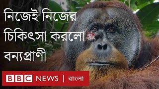 নিজেই নিজের ক্ষত সারিয়ে তুলল বন্যপ্রাণী।BBC Bangla