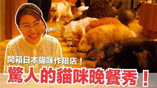 20隻貓咪一起放飯超混亂！來去日本貓咪作陪店！【好味貓旅行】EP3