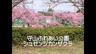 守山ふれあい公園シュゼンジカンザクラ