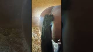Mxtube.net :: horse fart Mp4 3GP Video & Mp3 Download unlimited ...