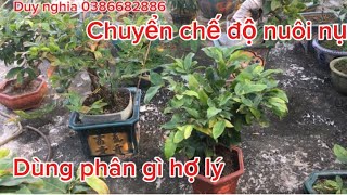 Bón phân giúp cây nuôi nụ đạt