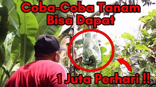 Bertani Pisang Barangan Merah Sukses dari Sampingan kini jadi Andalan