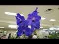 discover the top 3 must see orchids at the 2025 sunshine city show