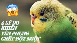 Tại Sao Chim Yến Phụng Hay Bị Chế.t Đột Ngột • Sudden Death Of Budgies