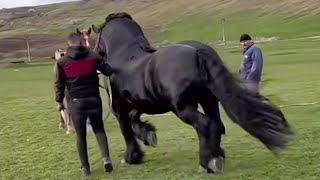 ZA MLADOG PASTUHA SVAKI DAN DOVODE KOBILE GAZDA PREZADOVOLJAN ZARADI BOLJE NEG U NJEMAČKOJ