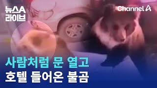 눈 떠보니 ‘어슬렁’…문 열고 호텔 들어온 불곰 | 뉴스A 라이브