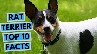 Rat Terrier - TOP 10 Interesting Facts