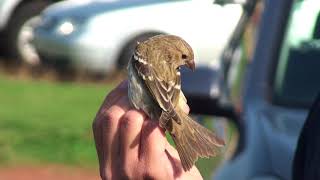 Common Rosefinch in the hand