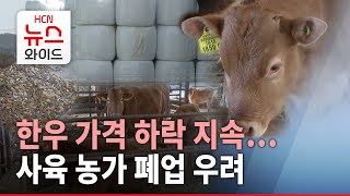 한우값도 지속 하락... 벼랑 끝 내몰린 사육농가/HCN경북방송