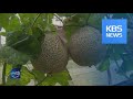 CULTIVATING DIFFERENT FRUITS / KBS뉴스(News)