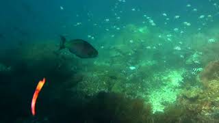 snorkelling around Rufas island Raja Ampat