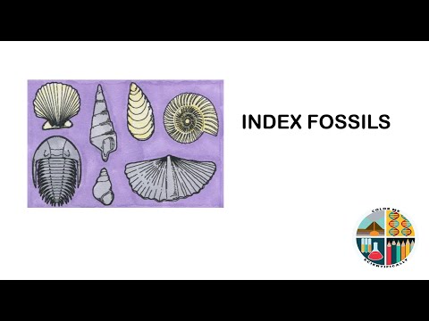 What are the main index fossils of the Mesozoic Era?