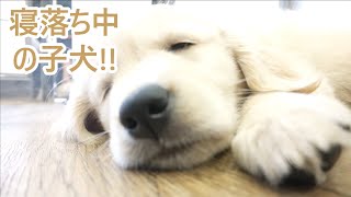 仕事場は遊び場！大型犬と暮らす上でのバランスの取り方！ゴールデンレトリバーティト